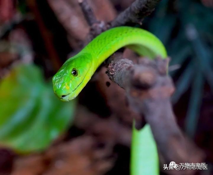 鬃狮蜥、玉米蛇、雪貂……异宠